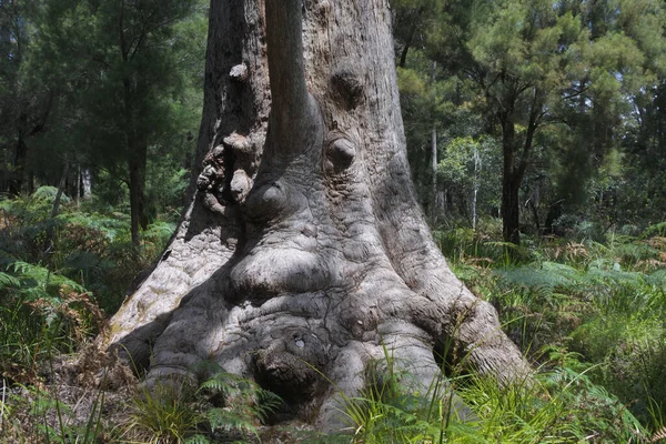 Eucalyptus Jacksonii Western Australia Majestic Tingle Trees Growing South Western — Stock Photo, Image