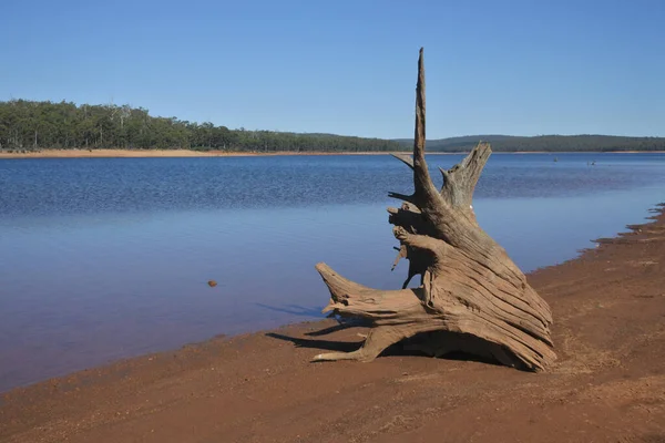 Antigo Tronco Árvore Wellington Reservoir Austrália Ocidental — Fotografia de Stock