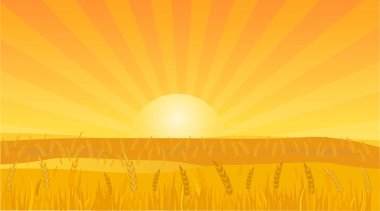 Sunset 'teki Buğday Sahasının Peyzaj Arkaplan Vektörü ResmiComment