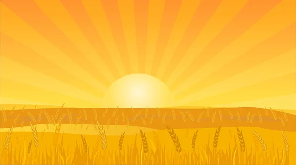 Krajina Pozadí Vektor Ilustrace Pšeničné Pole Při Západu Slunce — Stockový vektor