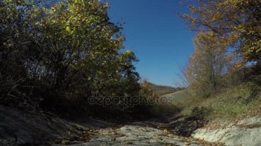 Yola düşen yaprakları ve mavi gökyüzü arka planda 4k