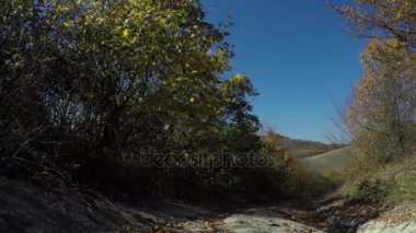 Yaprakları mavi gökyüzü arka planda 4 k ile düşüyor