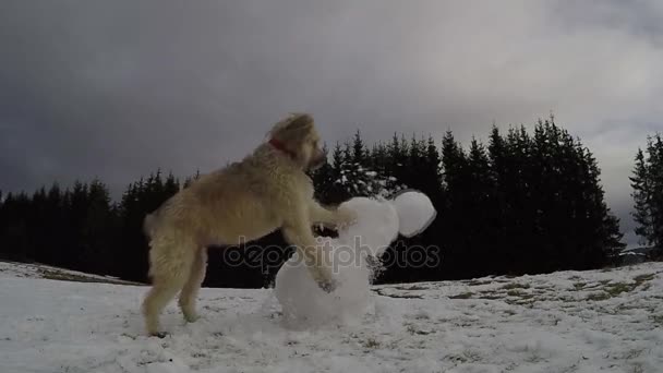 Hund Som Förstör Snögubbe Slow Motion — Stockvideo