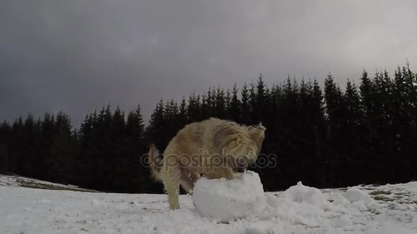 Perro Destruyendo Muñeco Nieve Cámara Lenta — Vídeos de Stock