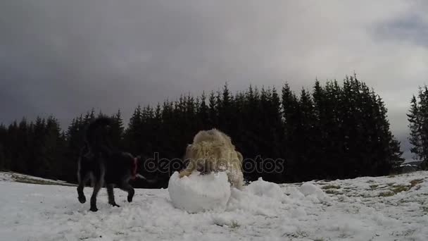 Perro Destruyendo Muñeco Nieve Cámara Lenta — Vídeo de stock