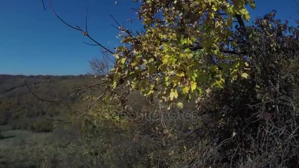 Panorama Hermosas Hojas Otoño Con Fondo Cielo Azul — Vídeo de stock