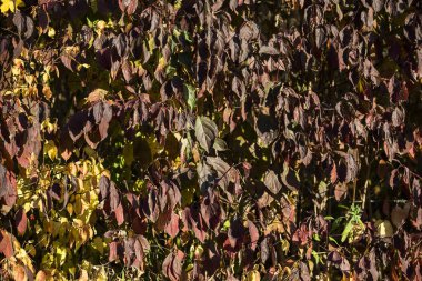 Çitin kenarında güzel sonbahar yaprakları