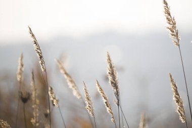 Sisli arka plan ile kış çimi