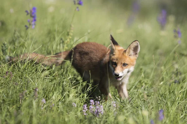 Bebek fox deliğinden çıkıyor