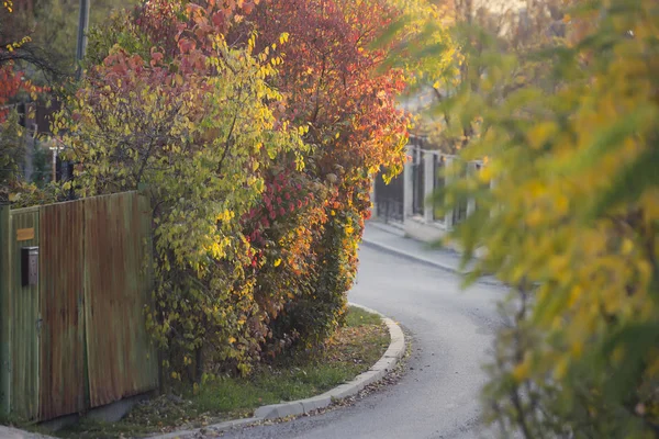 Yol geç yaz aylarında ormana