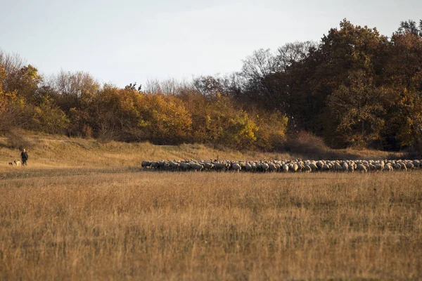 Sonbaharda tepelerde Sheeps