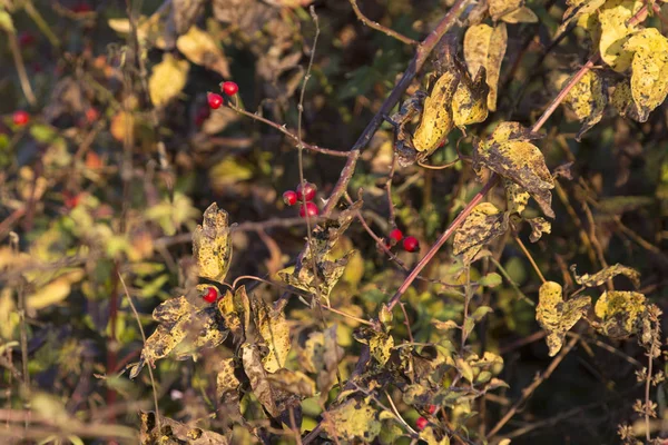 kuşburnu yakın çekim 