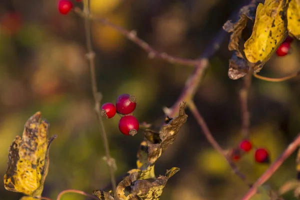 kuşburnu yakın çekim 