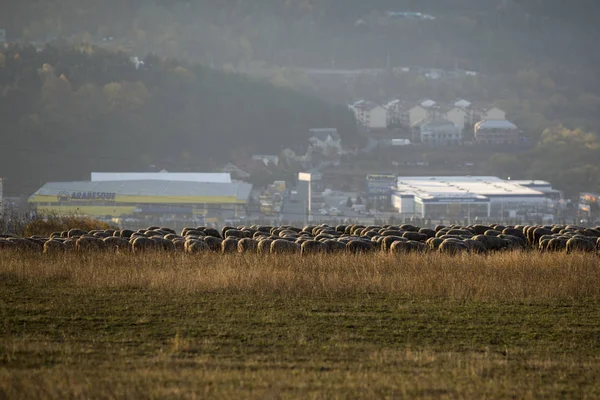 Sonbaharda tepelerde Sheeps