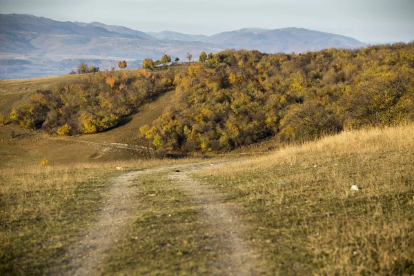 Yol geç yaz aylarında ormana