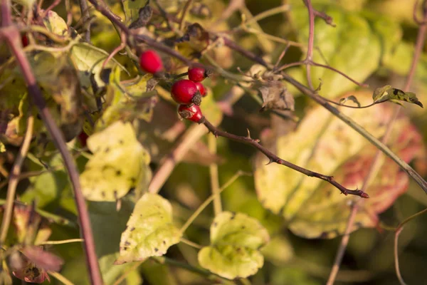kuşburnu yakın çekim 
