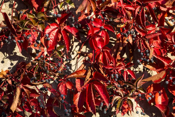 Beautiful Autumn Leaves Side Fence — Stock Photo, Image