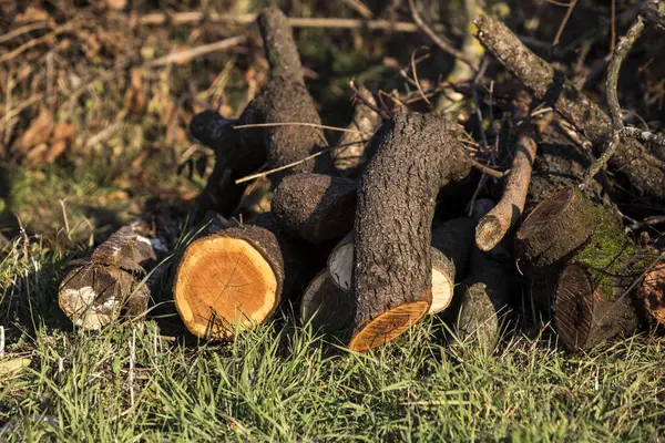 Büyük yuvarlak kesilerek yakacak odun parçaları yığını kapat