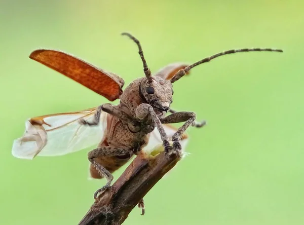 Schwebfliege Makroinsektenfotografie — Stockfoto