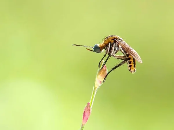 トキソプラズマアンフィテアまたはマクロ写真 — ストック写真