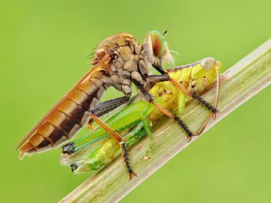 Soyguncu Fy veya makro böcek