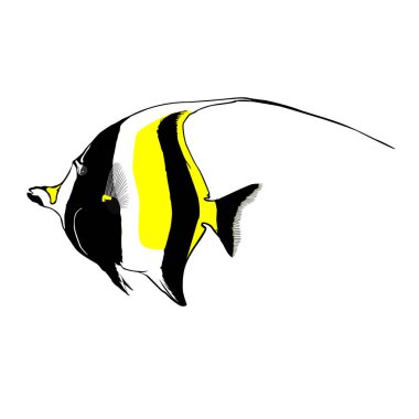 Tropik tuzlu su balığı. Zanclus cornutus. Beyaz arka planda izole edilmiş tuzlu su balığı..