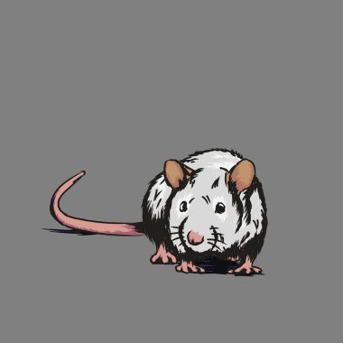 Beyaz sıçan gri arka planda izole edildi. Uzun kuyruklu bir kemirgen. Fare yılı takvimi için bir çizim. Yerdeki projeksiyondaki sıçan..