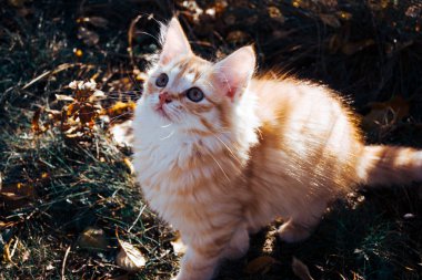 kırmızı kedi çimlerin üzerinde