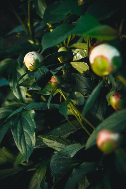 Pembe ve beyaz ev peonies