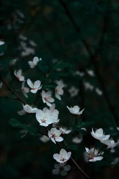 Floração Primavera Árvores — Fotografia de Stock