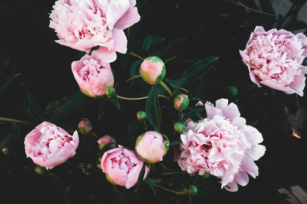 Pink and white home peonies