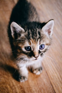 Yerde sevimli kedi yavrusu var.