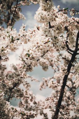 Gökyüzüne karşı çiçek açan Sakura