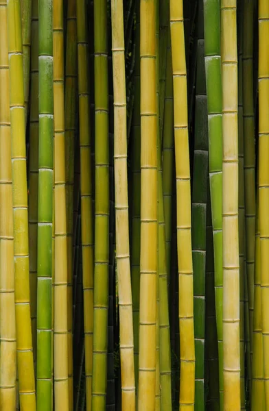 Bambu sarı ve yeşil gövde'nın closeup