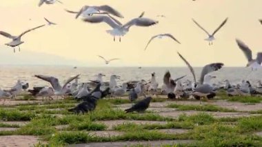 Beautiful Flock Of Seagull Flying On Near The Seaside Footage.