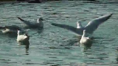 1920 x 1080 25 Fps. çok güzel martılar sakin deniz su Closeup videoda Yüzme.