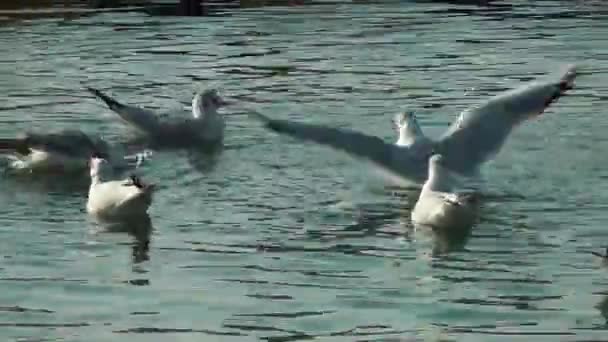 1920X1080 Fps Very Nice Seagulls Swimming Calm Sea Water Closeup — Stock Video