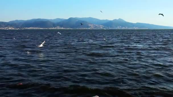 Hermosa Bandada Gaviotas Volando Cerca Filmación Junto Mar — Vídeos de Stock