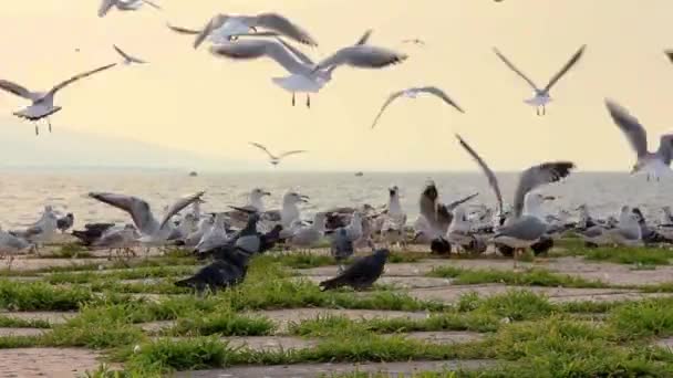 Красива Зграя Seagull Flying Біля Seaside Кадри — стокове відео