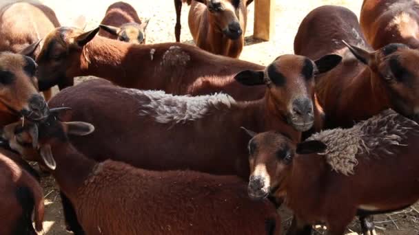 鶏の映像の中に立つ茶色の羊の群れ — ストック動画