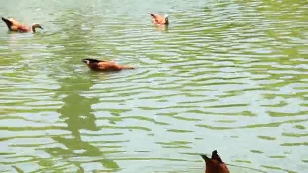 Egypt Ducks Swimming Lake Water Footage — Stock Video