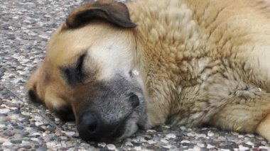 Video uyku 1920 x 1080 30 Fps. çok güzel masum sokak köpeği.