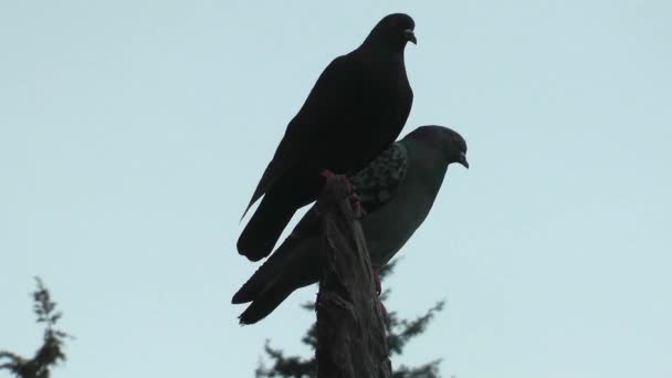 Gruppe Von Tauben Vögel Sitzen Auf Drähten Der Stadt Hintergrund — Stockvideo