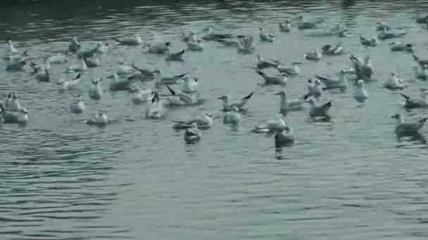 Deniz Kuşlar Üzerinde Kaya Ayakta Swimmind Uçan Içinde Okyanus — Stok video