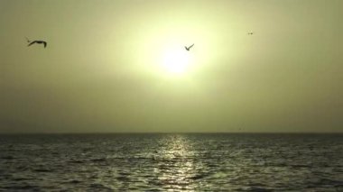 1920 x 1080 25 Fps. çok güzel gökyüzü doğa deniz manzarası güneş uçan deniz kuş görünümü Air Video.