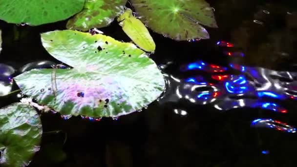 1920X1080 Fps Très Belles Feuilles Nénuphar Flottant Dans Eau Avec — Video