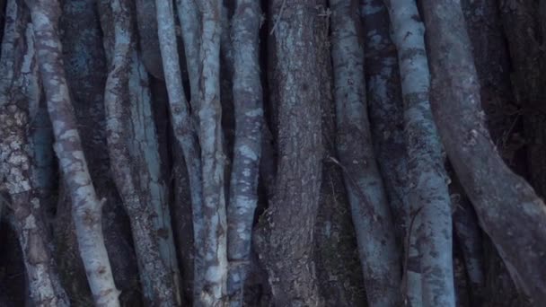 1920X1080 Fps Vista Filiais Árvore Muito Agradável Vídeo Floresta — Vídeo de Stock