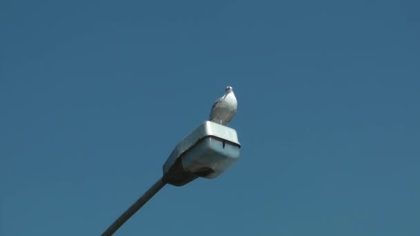 1920X1080 Fps Très Agréable Oiseau Solitaire Est Debout Sur Pôle — Video