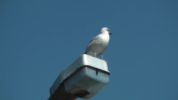 1920X1080 Fps Muy Bonito Pájaro Pie Viejo Poste Eléctrico Mirando — Vídeos de Stock