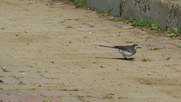 1920X1080 Fps Very Nice Little Birds Eating Stones Video — Stock Video